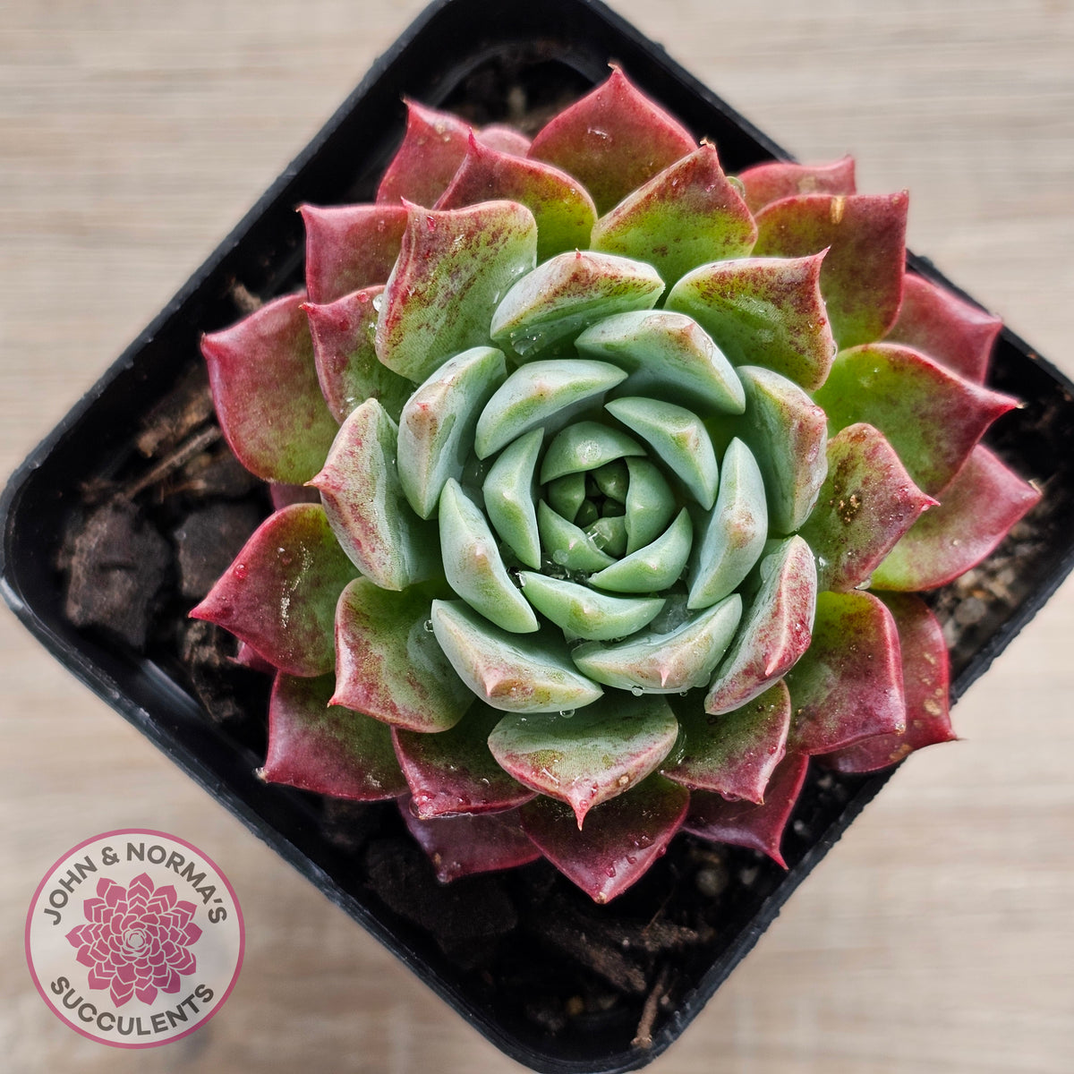 Echeveria Hermes