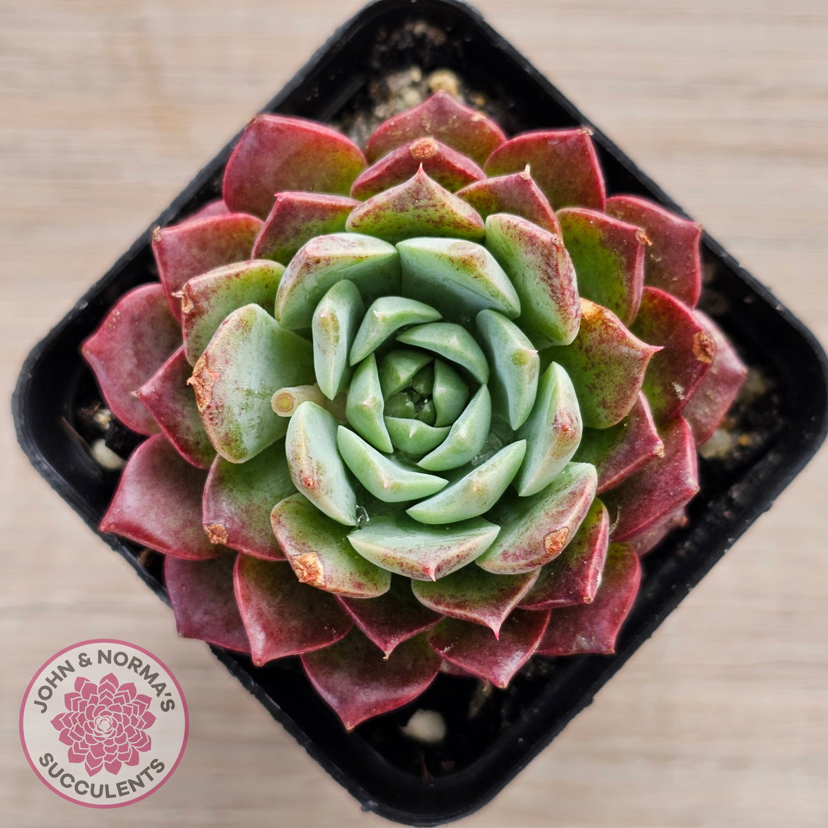 Echeveria Hermes