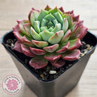 Echeveria Hermes