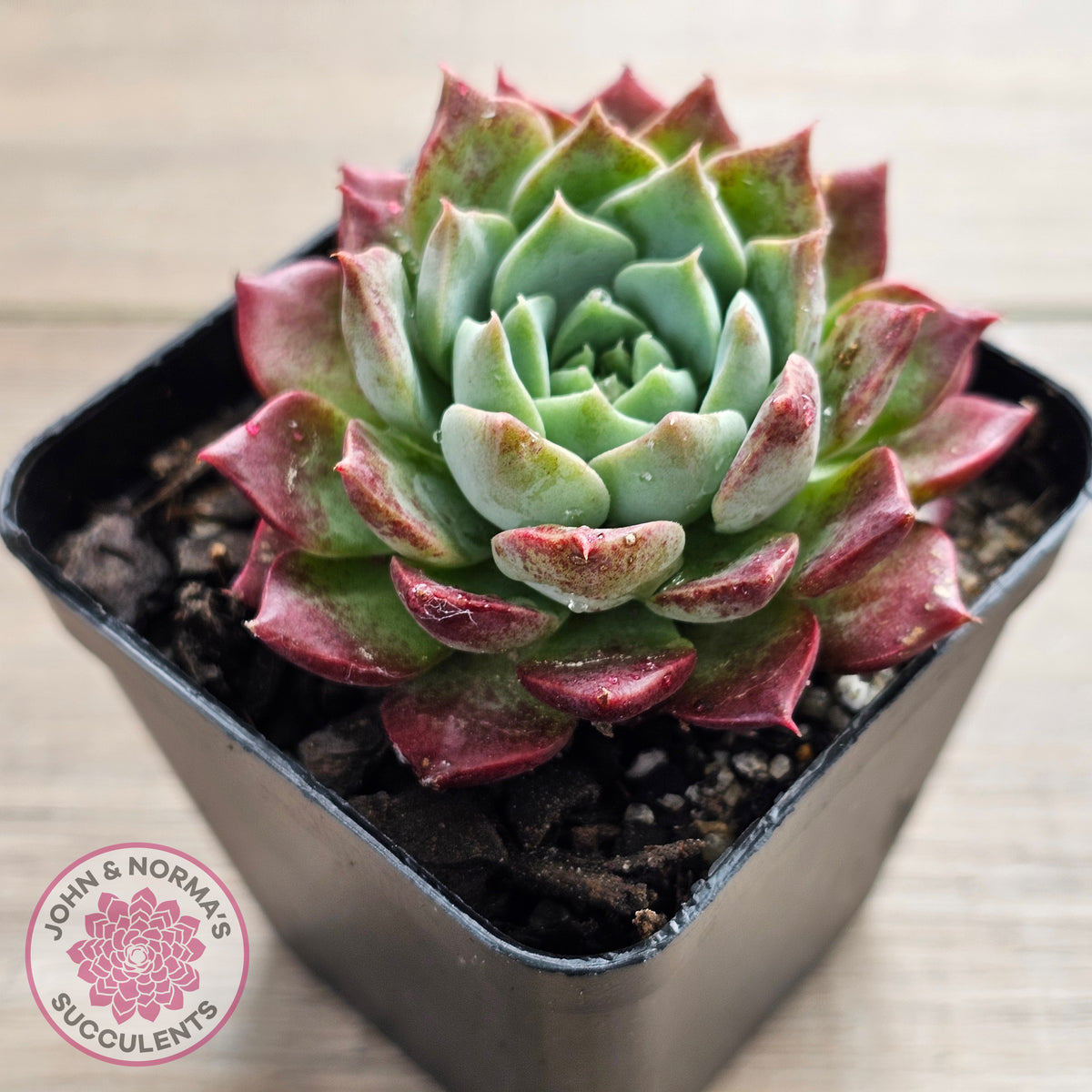 Echeveria Hermes