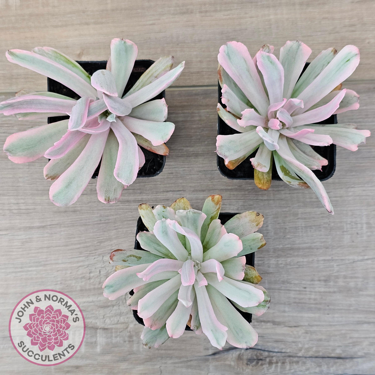 Echeveria Holwayi Variegated