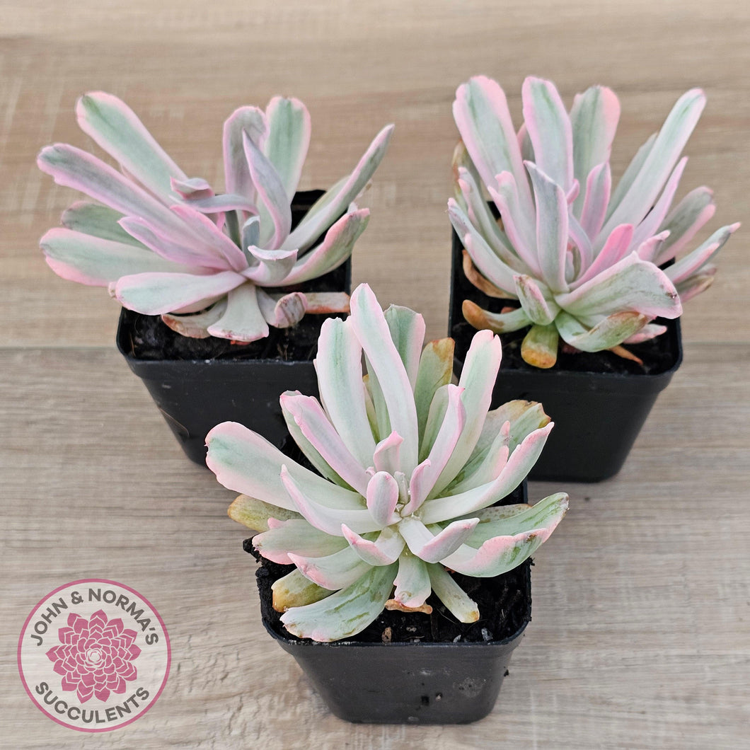 Echeveria Holwayi Variegated - John & Norma's Succulents Australia