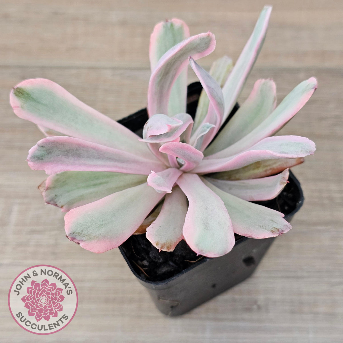 Echeveria Holwayi Variegated