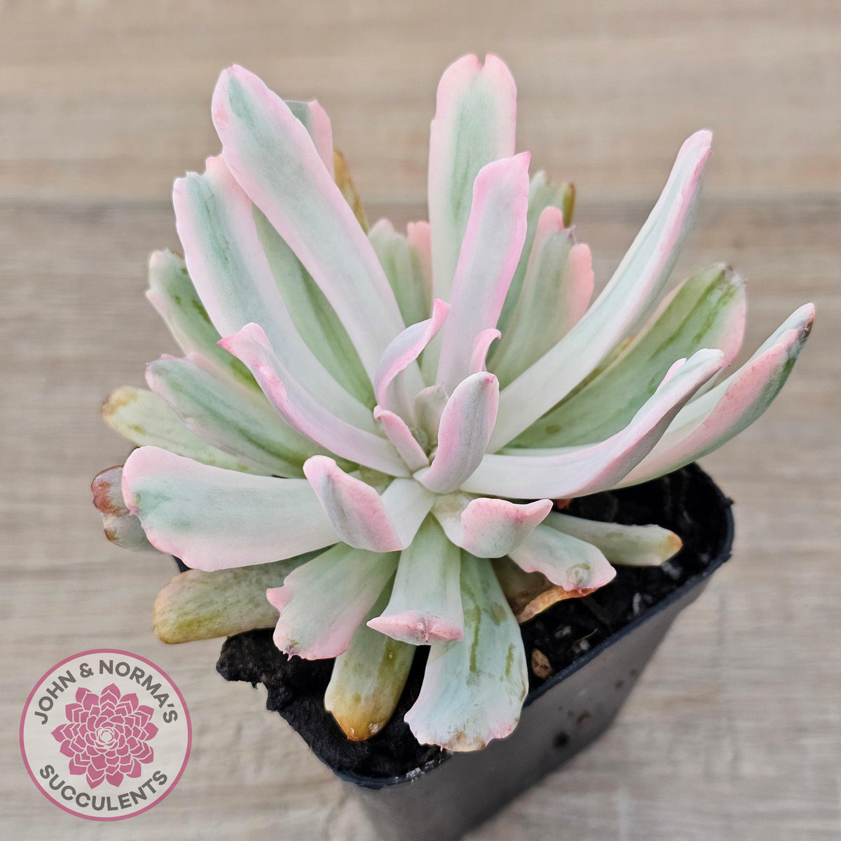 Echeveria Holwayi Variegated