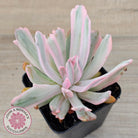 Echeveria Holwayi Variegated