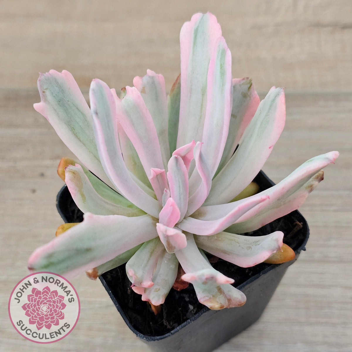 Echeveria Holwayi Variegated