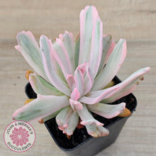 Load image into Gallery viewer, Echeveria Holwayi Variegated - John &amp; Norma&#39;s Succulents Australia
