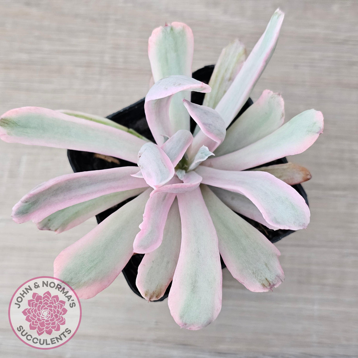 Echeveria Holwayi Variegated