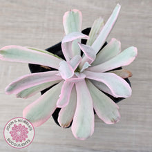 Load image into Gallery viewer, Echeveria Holwayi Variegated - John &amp; Norma&#39;s Succulents Australia
