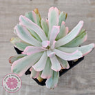 Echeveria Holwayi Variegated
