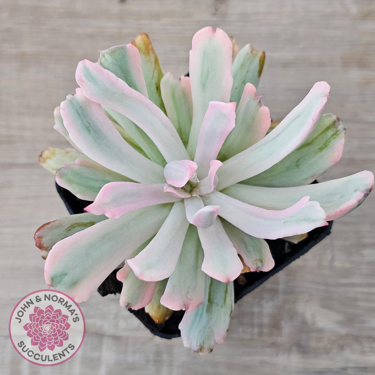 Echeveria Holwayi Variegated