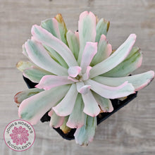 Load image into Gallery viewer, Echeveria Holwayi Variegated - John &amp; Norma&#39;s Succulents Australia
