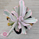 Echeveria Holwayi Variegated