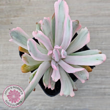 Load image into Gallery viewer, Echeveria Holwayi Variegated - John &amp; Norma&#39;s Succulents Australia
