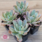 Echeveria Holwayi Variegated