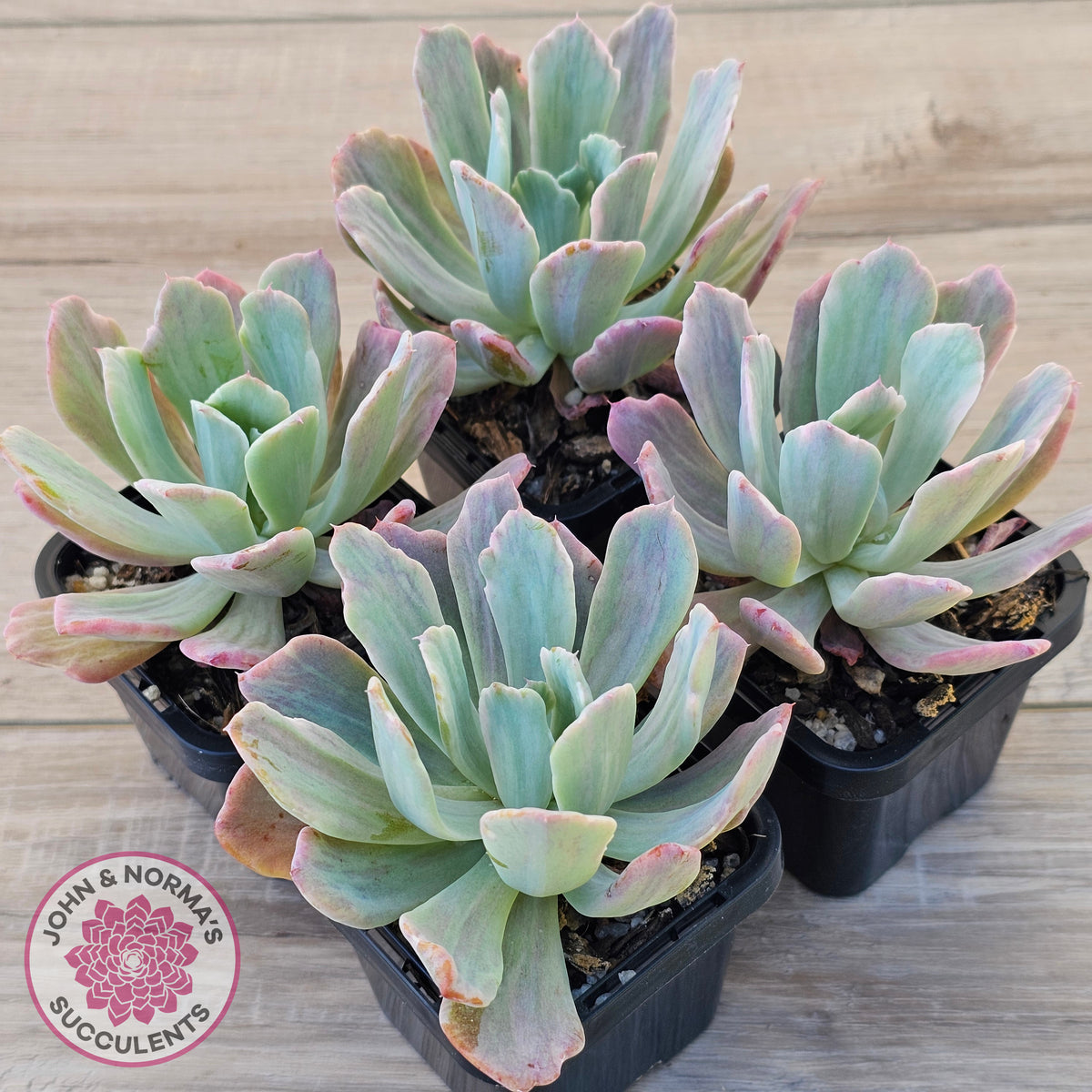 Echeveria Holwayi Variegated
