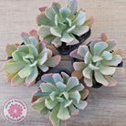Echeveria Holwayi Variegated