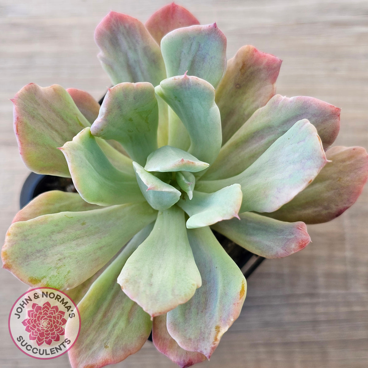 Echeveria Holwayi Variegated