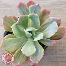 Load image into Gallery viewer, Echeveria Holwayi Variegated
