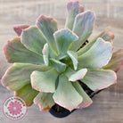Echeveria Holwayi Variegated