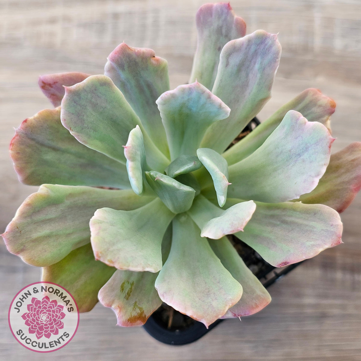 Echeveria Holwayi Variegated
