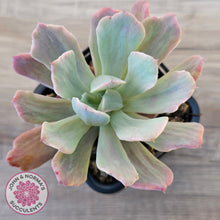 Load image into Gallery viewer, Echeveria Holwayi Variegated

