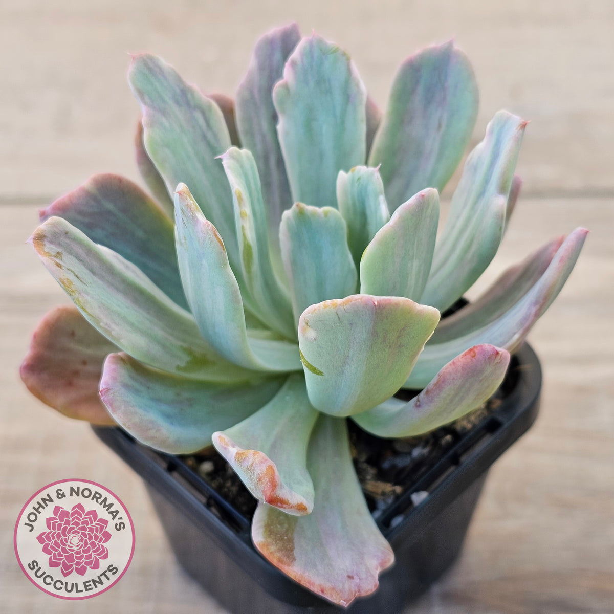 Echeveria Holwayi Variegated