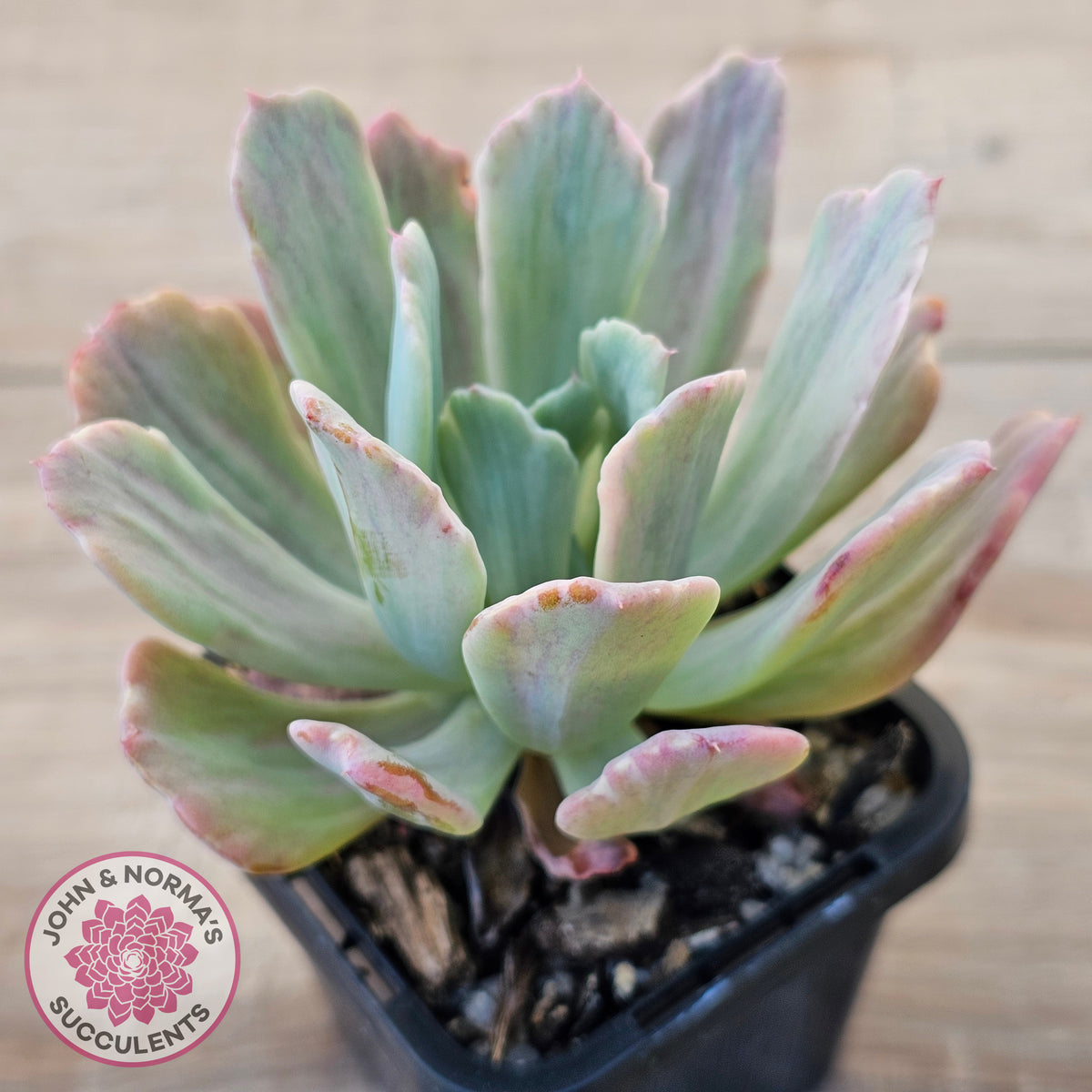 Echeveria Holwayi Variegated