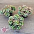 Echeveria 'Honey Melon' - 90mm Large Multi