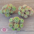 Echeveria 'Honey Melon' - 90mm Large Multi