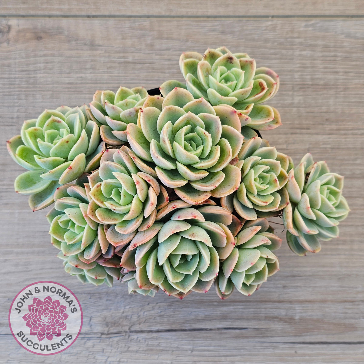 Echeveria 'Honey Melon' - 90mm Large Multi