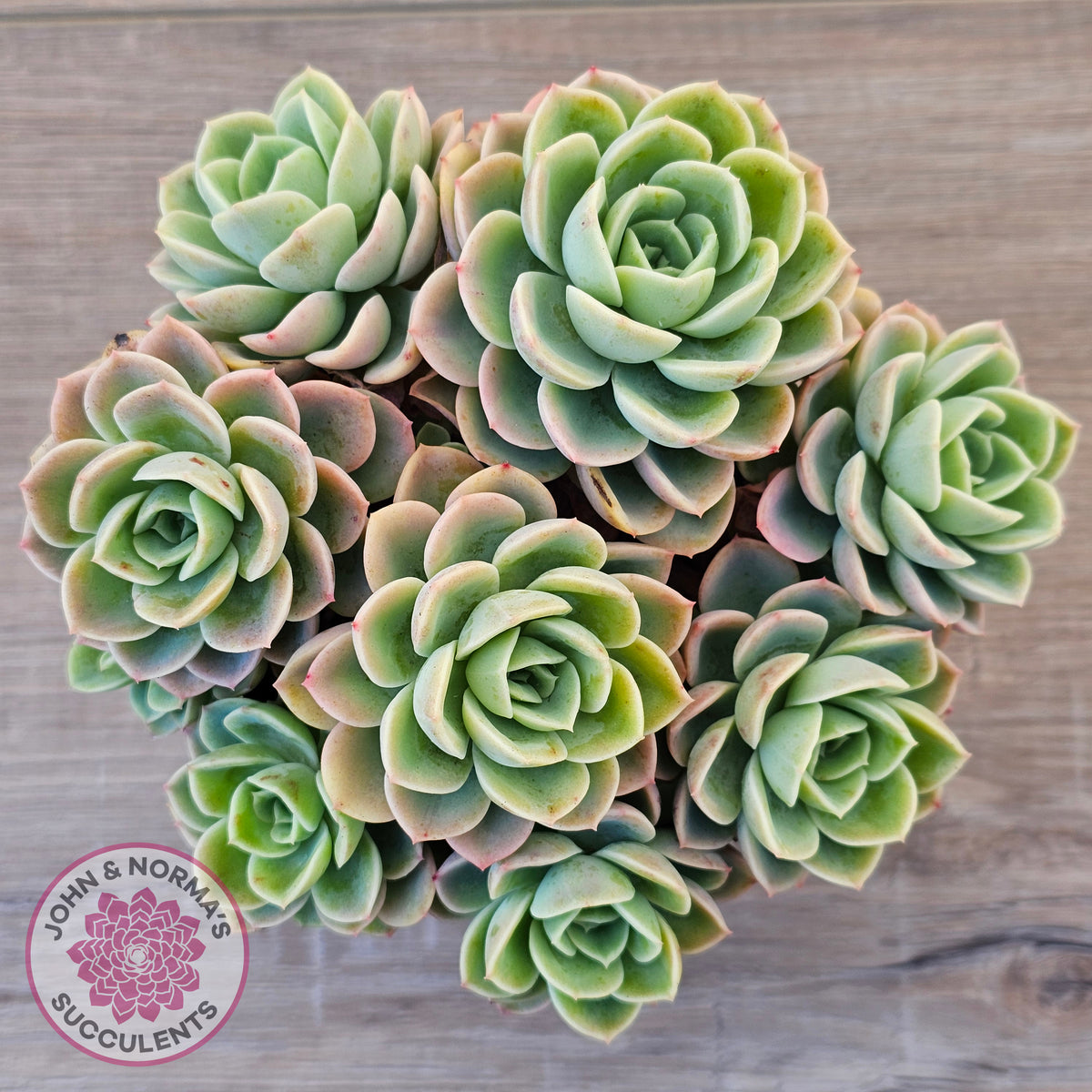 Echeveria 'Honey Melon' - 90mm Large Multi