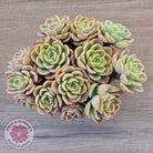 Echeveria 'Honey Melon' - 90mm Large Multi