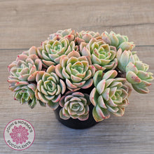 Load image into Gallery viewer, Echeveria &#39;Honey Melon&#39; - 90mm Large Multi
