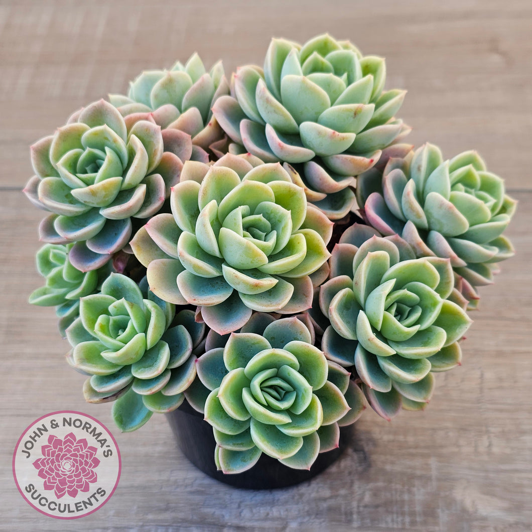 Echeveria 'Honey Melon' - 90mm Large Multi