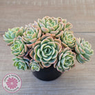 Echeveria 'Honey Melon' - 90mm Large Multi