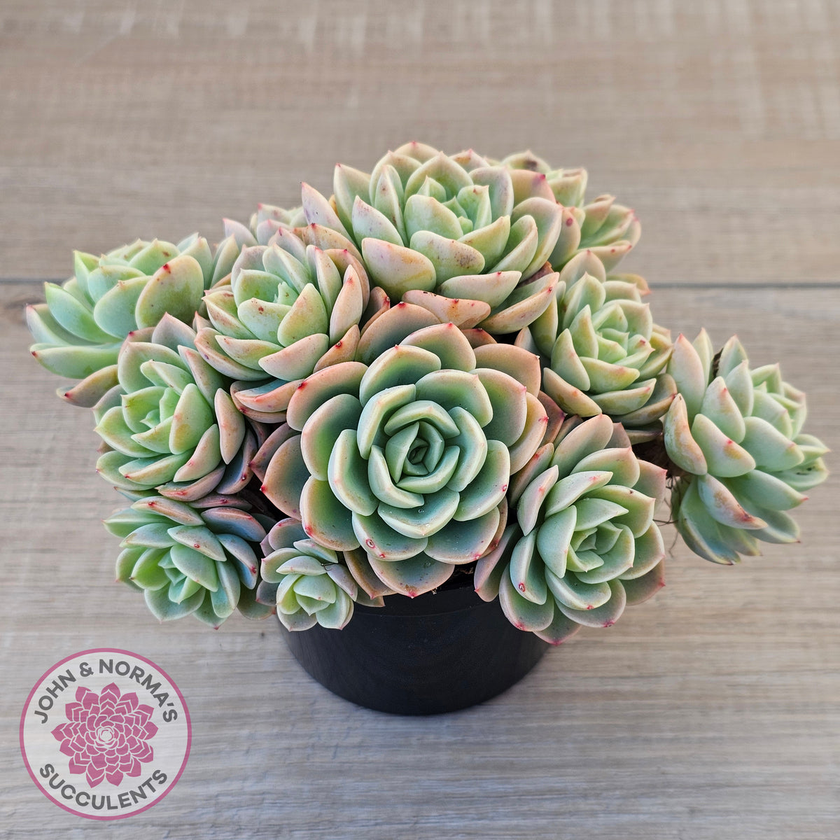 Echeveria 'Honey Melon' - 90mm Large Multi