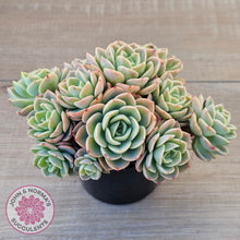 Load image into Gallery viewer, Echeveria &#39;Honey Melon&#39; - 90mm Large Multi
