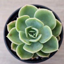 Load image into Gallery viewer, Echeveria &#39;Honey Melon&#39;
