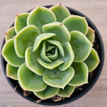 Load image into Gallery viewer, Echeveria &#39;Honey Melon&#39;
