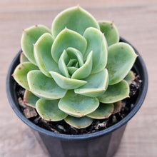 Load image into Gallery viewer, Echeveria &#39;Honey Melon&#39;
