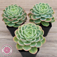 Load image into Gallery viewer, Echeveria 'Honey Melon'
