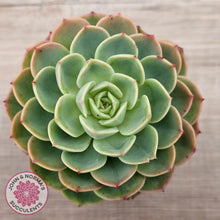 Load image into Gallery viewer, Echeveria 'Honey Melon'
