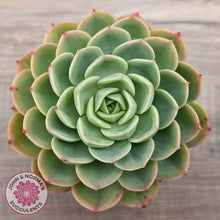 Load image into Gallery viewer, Echeveria 'Honey Melon'

