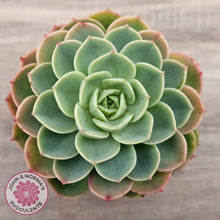 Load image into Gallery viewer, Echeveria 'Honey Melon'
