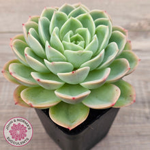 Load image into Gallery viewer, Echeveria 'Honey Melon'
