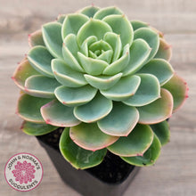 Load image into Gallery viewer, Echeveria 'Honey Melon'
