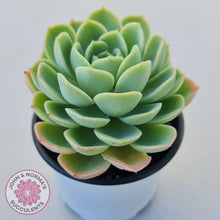 Load image into Gallery viewer, Echeveria &#39;Honey Melon&#39;
