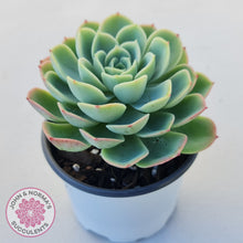 Load image into Gallery viewer, Echeveria &#39;Honey Melon&#39;
