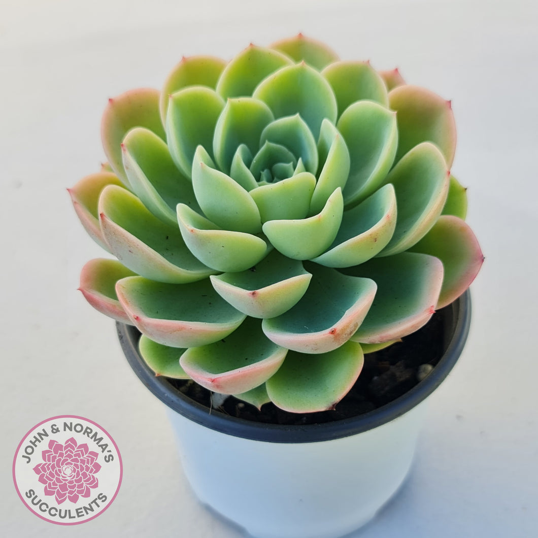 Echeveria 'Honey Melon'